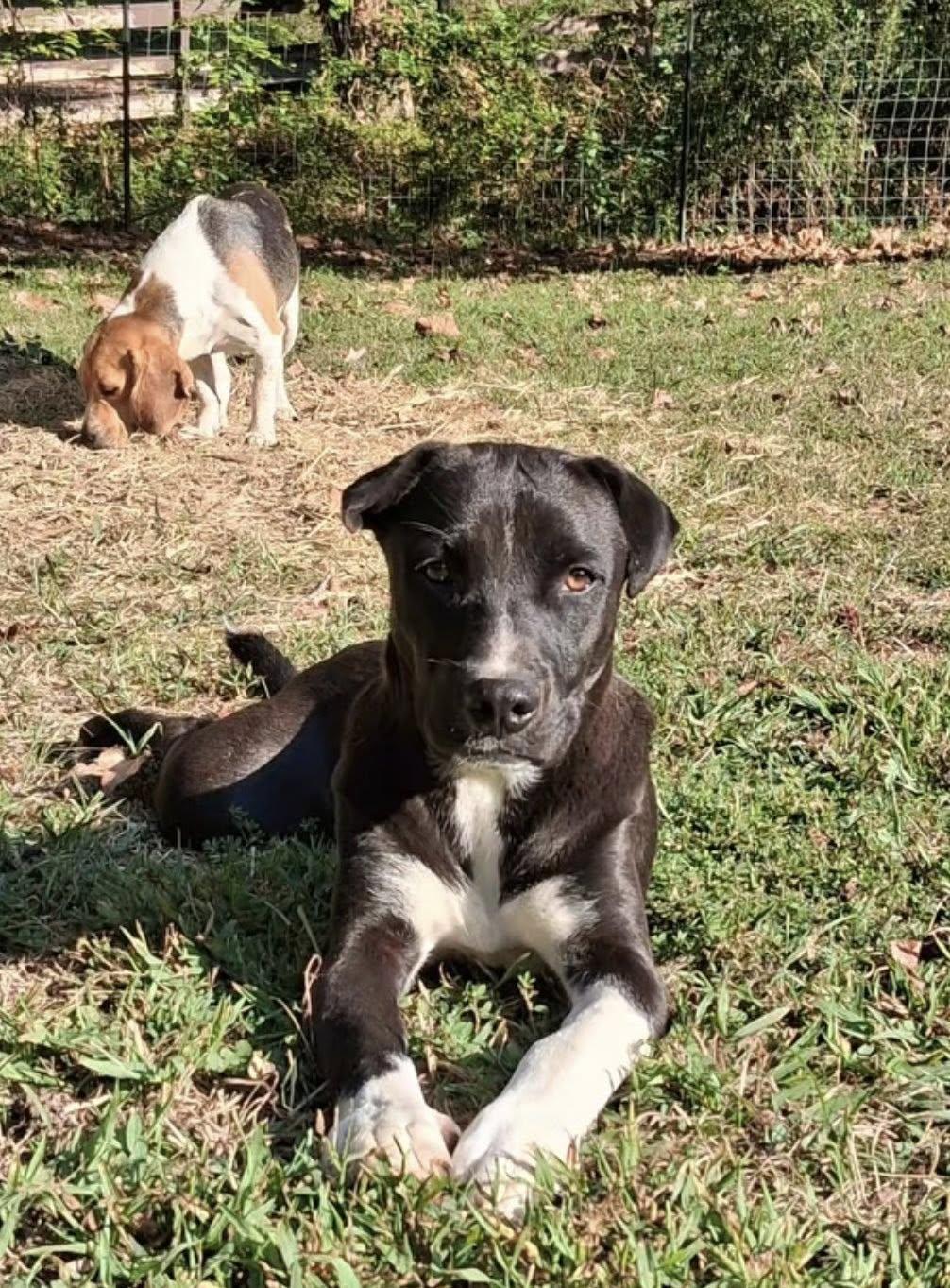 Enlarge Riggs, a Adoptable mixed breed in Ooltewah, TN image 6/6