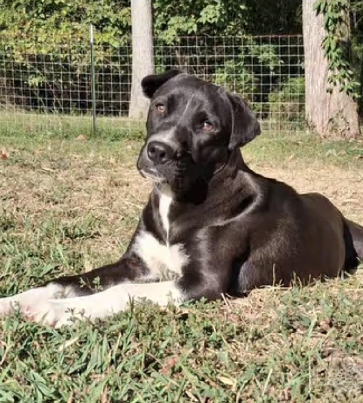 Riggs, a Adoptable mixed breed in Ooltewah, TN image 6/6