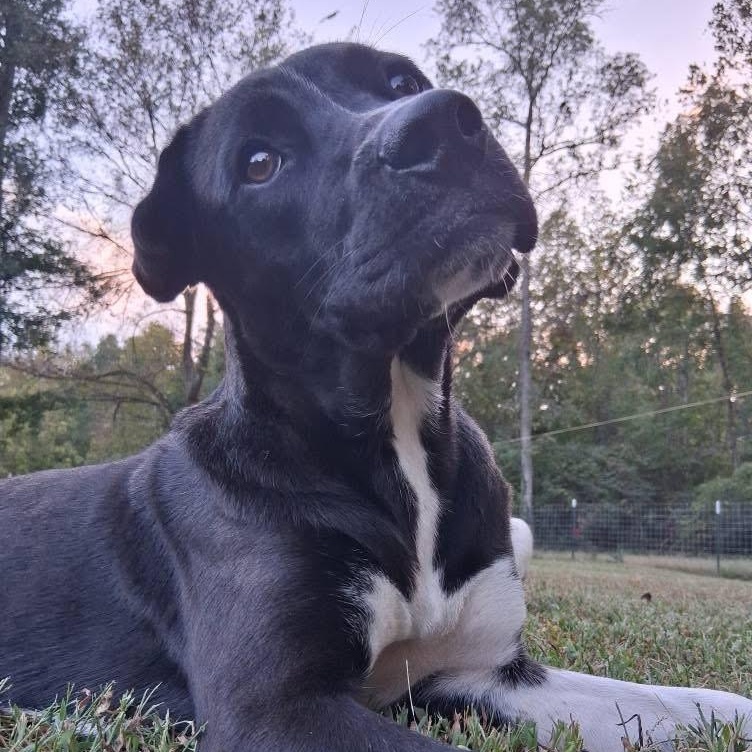 Riggs, a Adoptable mixed breed in Ooltewah, TN image 3/6