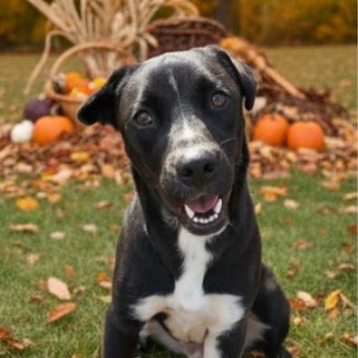 Riggs, a Adoptable mixed breed in Ooltewah, TN image 2/6