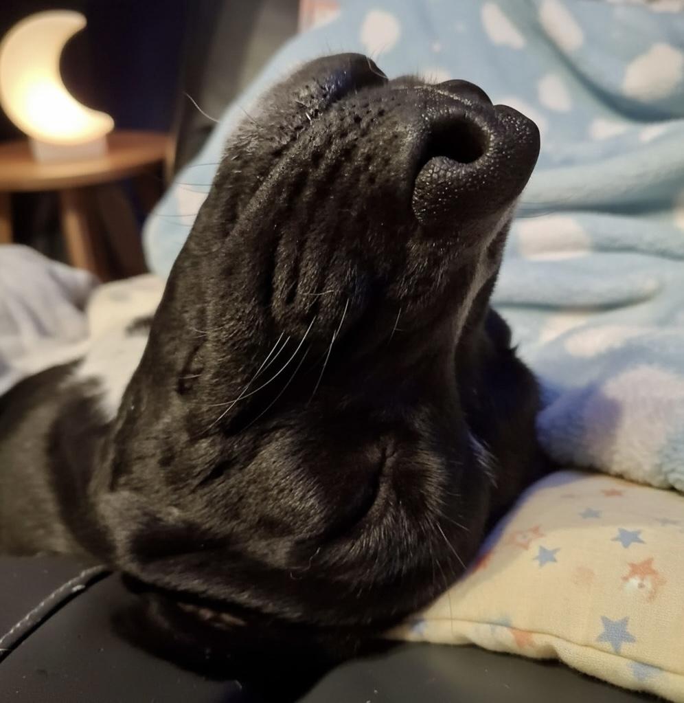 Riggs, Adoptable, Young Male Mountain Cur & Labrador Retriever.