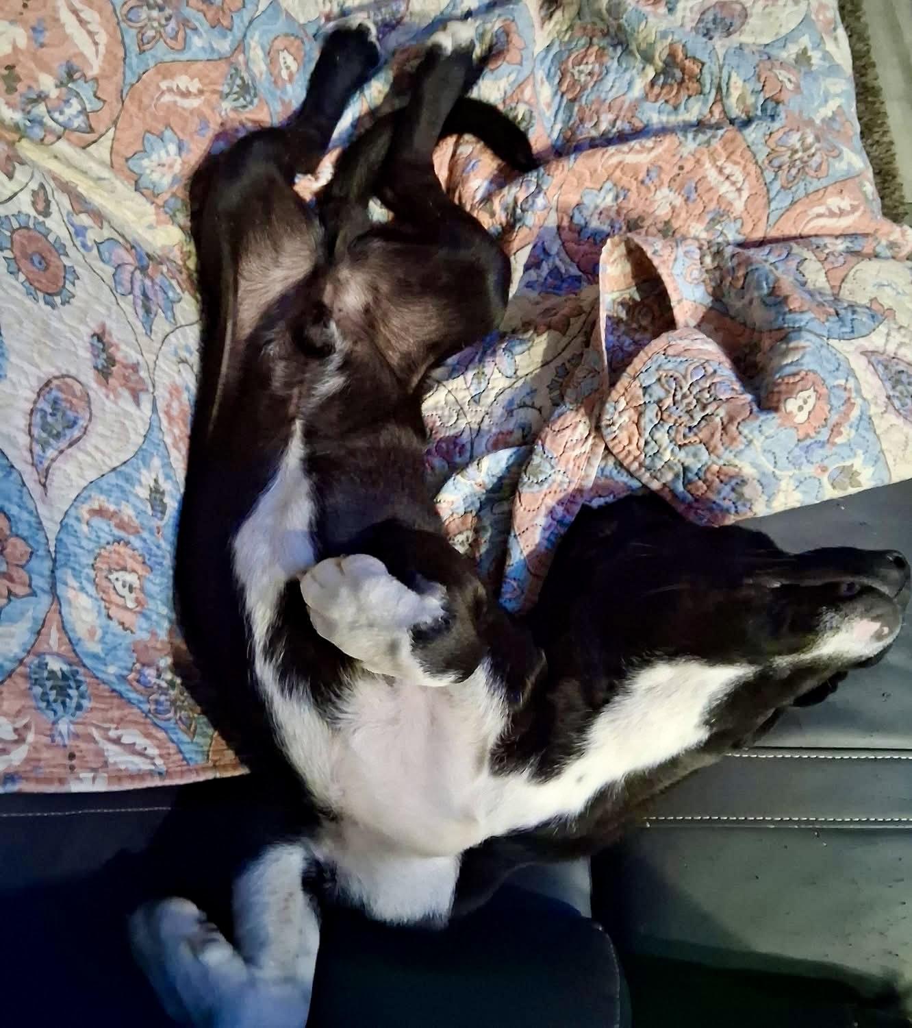 Enlarge Riggs, a Adoptable mixed breed in Ooltewah, TN image 6/6