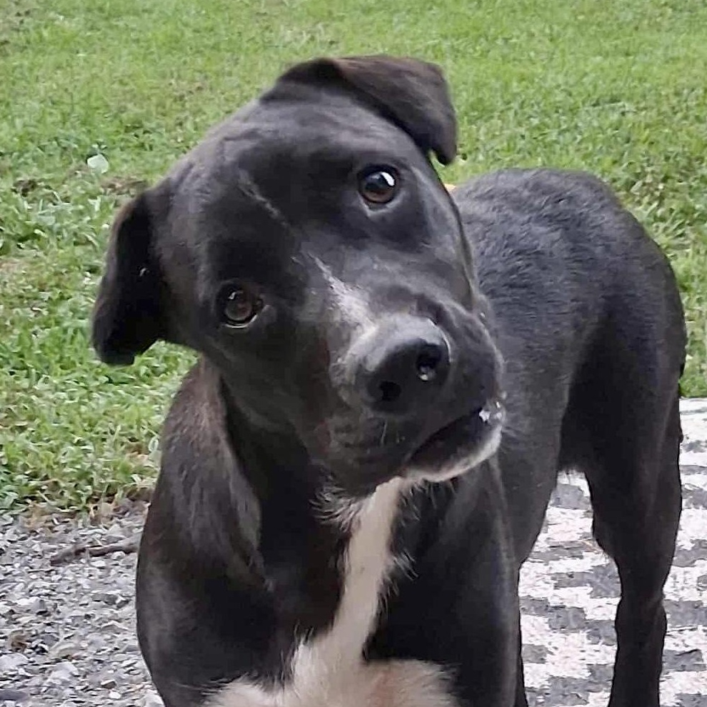 Riggs, a Adoptable mixed breed in Ooltewah, TN image 5/6
