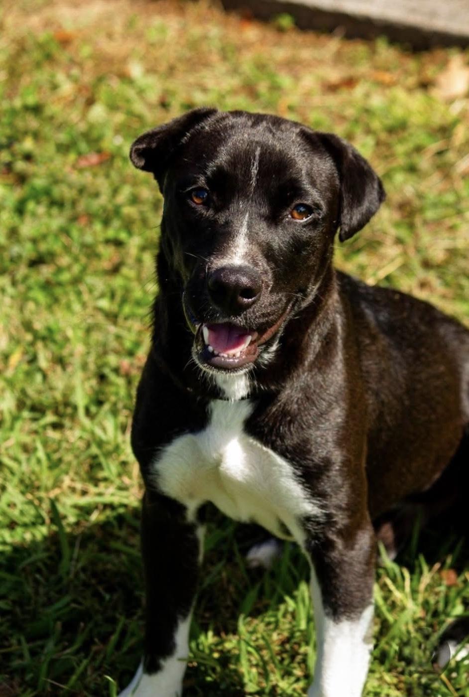 Riggs, a Adoptable mixed breed in Ooltewah, TN image 4/6