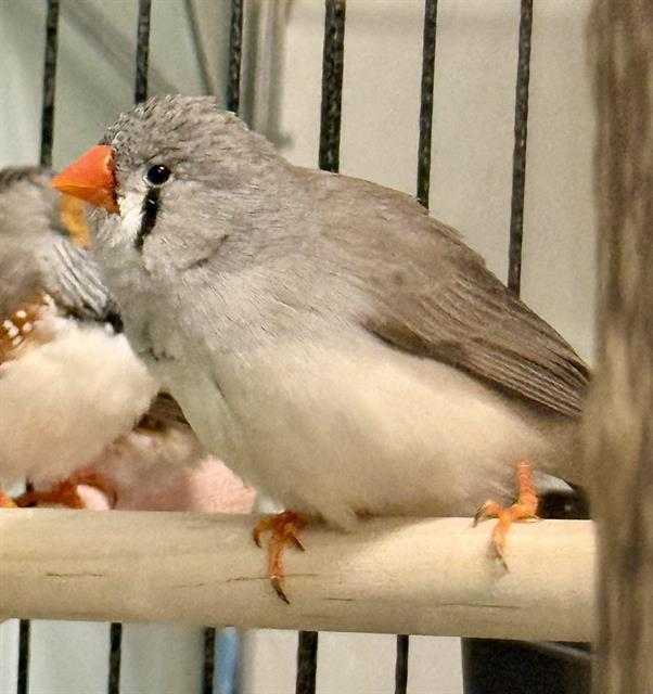 GINGER, Adoptable, Young Male Finch.