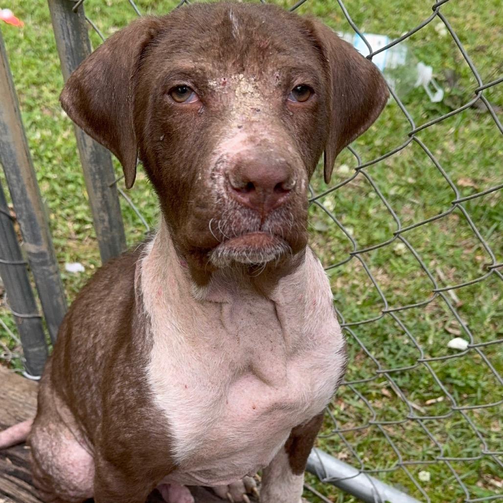 Enlarge Casey, a Adoptable Hound in Parrish, AL image 1/2