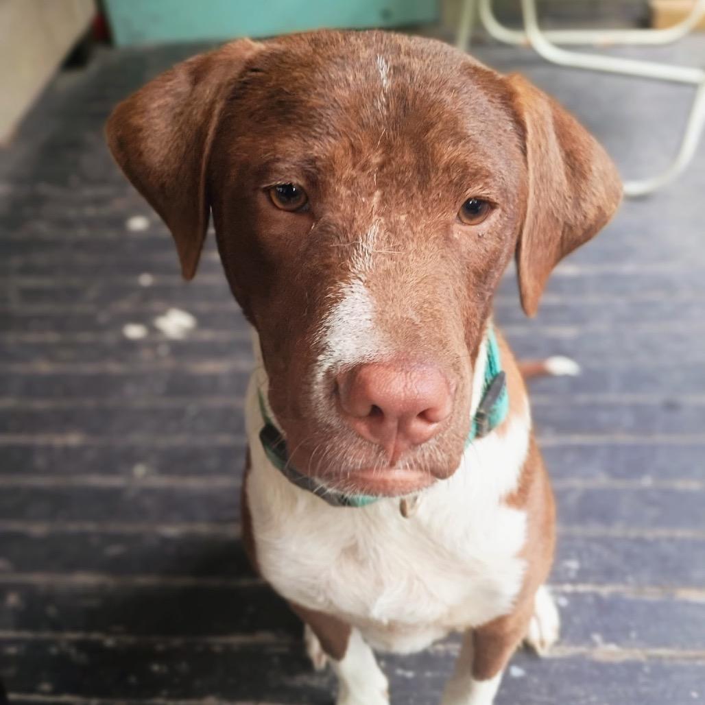Enlarge Casey, a Adoptable Hound in Parrish, AL image 3/4