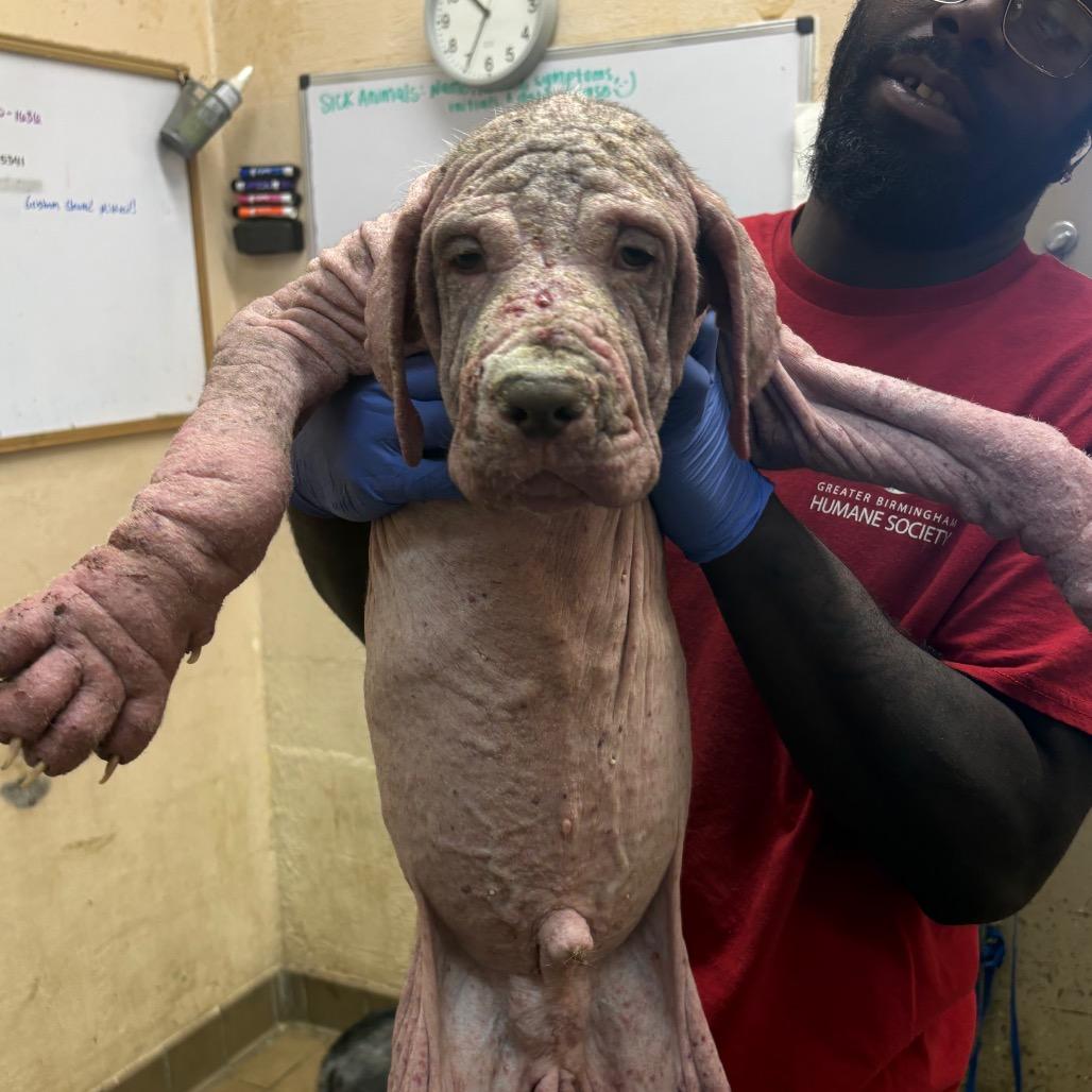 Enlarge Casey, a Adoptable Hound in Parrish, AL image 2/2