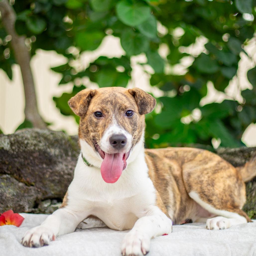 Enlarge Tiger Lily, a Adoptable mixed breed in Kailua Kona, HI image 1/6