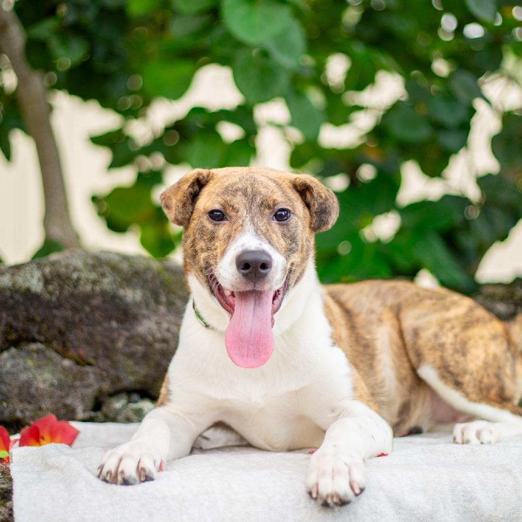 Enlarge Tiger Lily, a Adoptable mixed breed in Kailua Kona, HI image 2/6