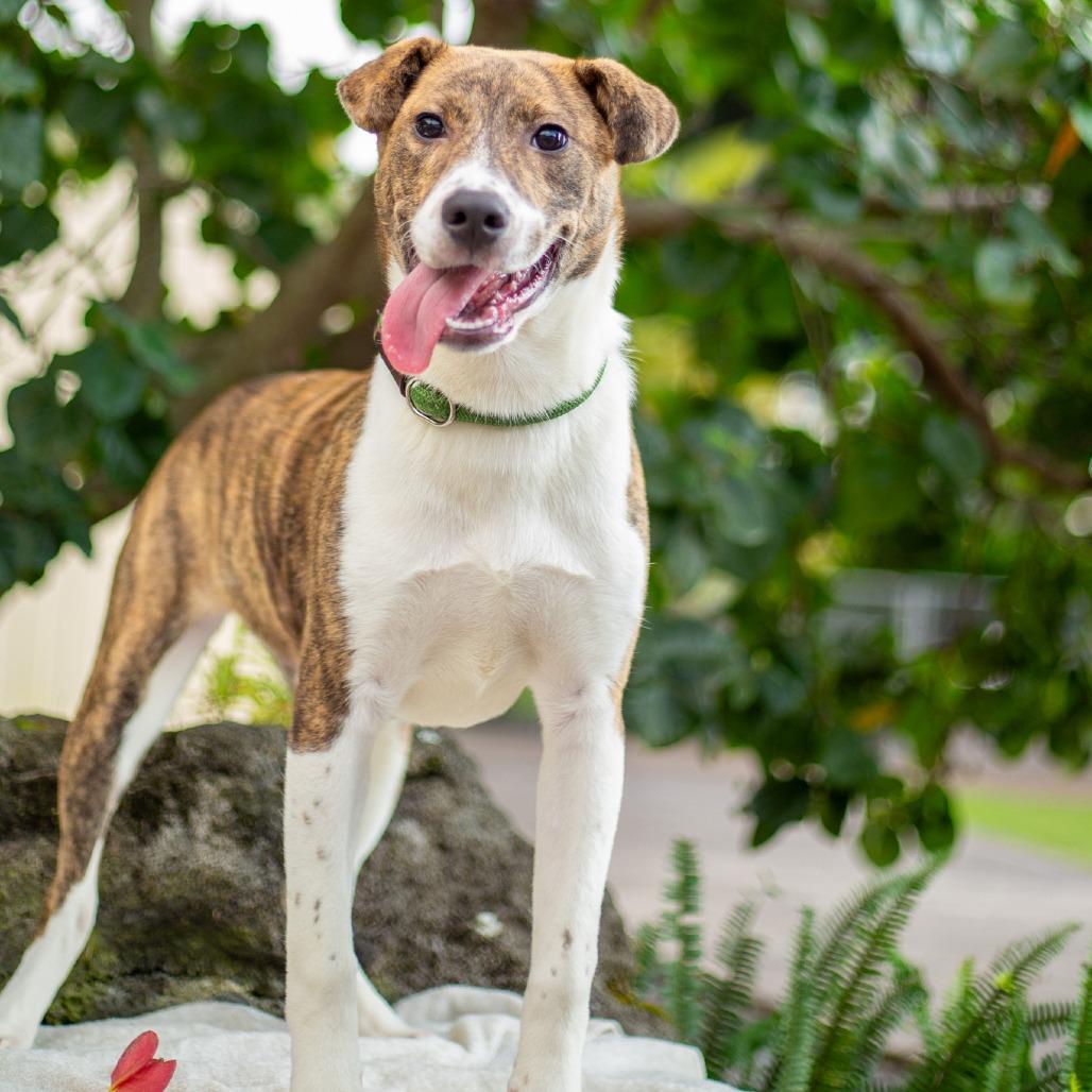 Enlarge Tiger Lily, a Adoptable mixed breed in Kailua Kona, HI image 3/6