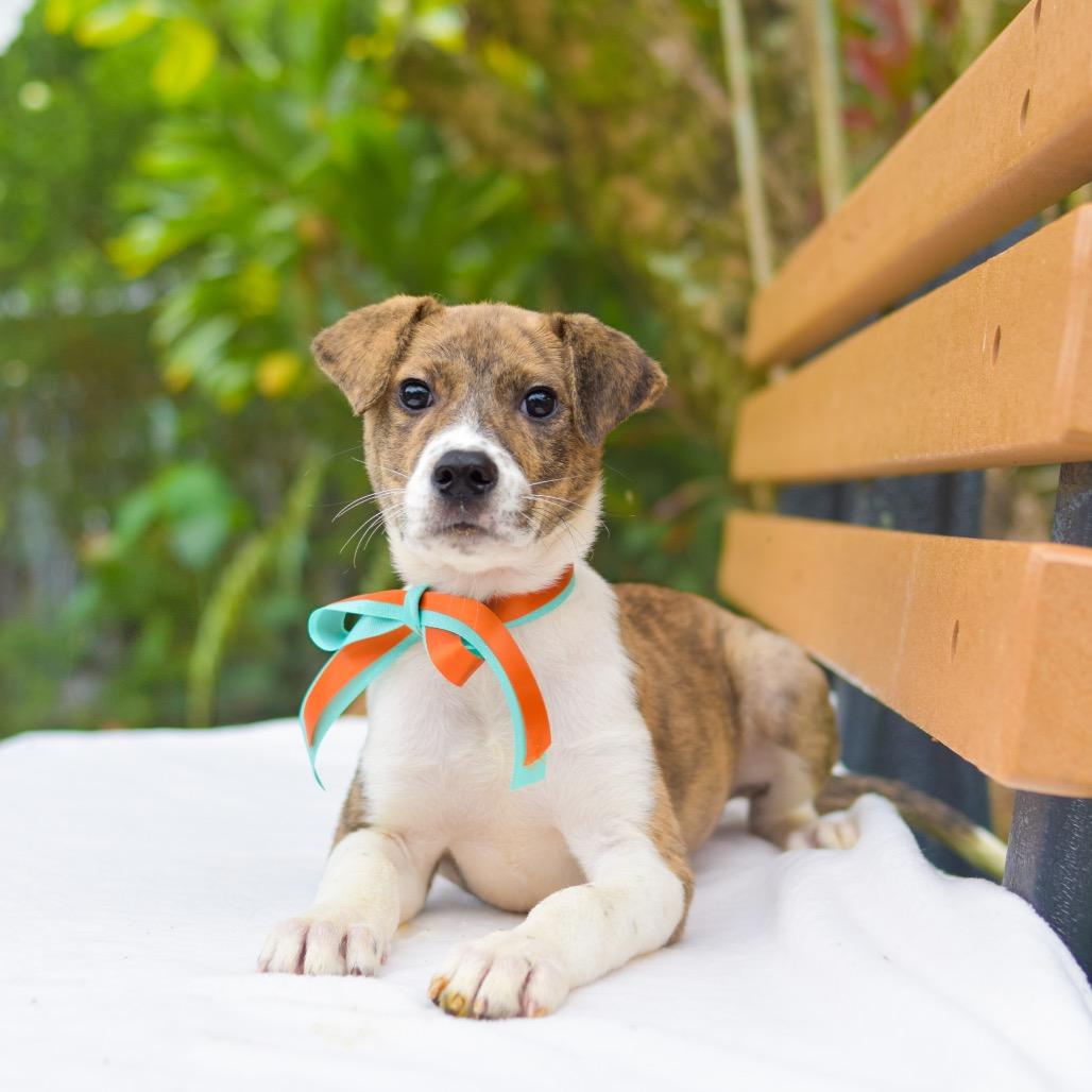 Enlarge Tiger Lily, a Adoptable mixed breed in Kailua Kona, HI image 4/6