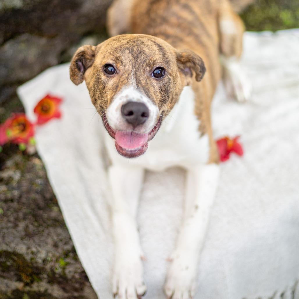 Enlarge Tiger Lily, a Adoptable mixed breed in Kailua Kona, HI image 6/6
