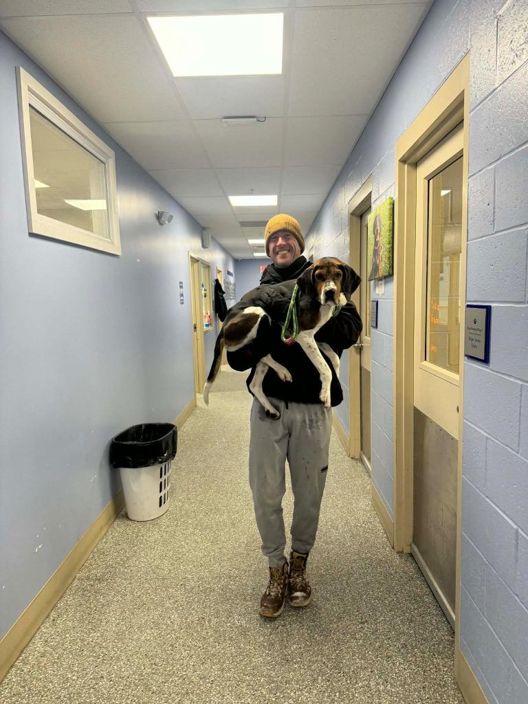 Wren, Adoptable, Adult Male Coonhound & Beagle.