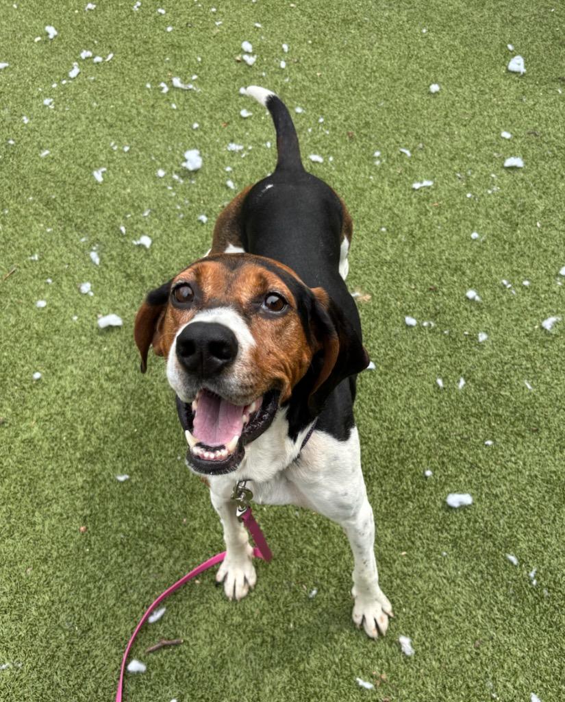 Wren, Adoptable, Young Male Coonhound & Beagle.