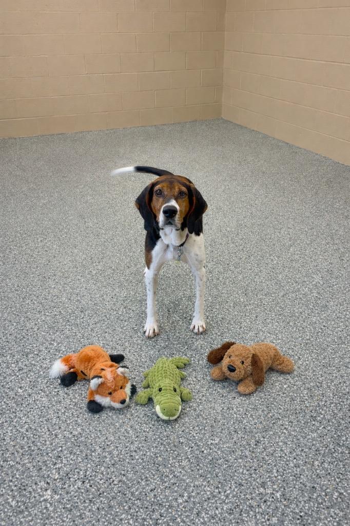 Enlarge Wren, a Adoptable mixed breed in Liverpool, NY image 2/4