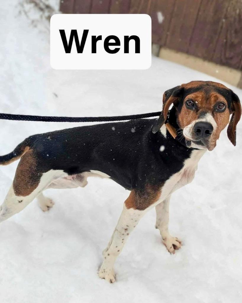 Enlarge Wren, a Adoptable mixed breed in Liverpool, NY image 3/4