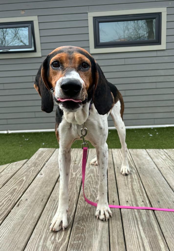 Enlarge Wren, a Adoptable mixed breed in Liverpool, NY image 3/4