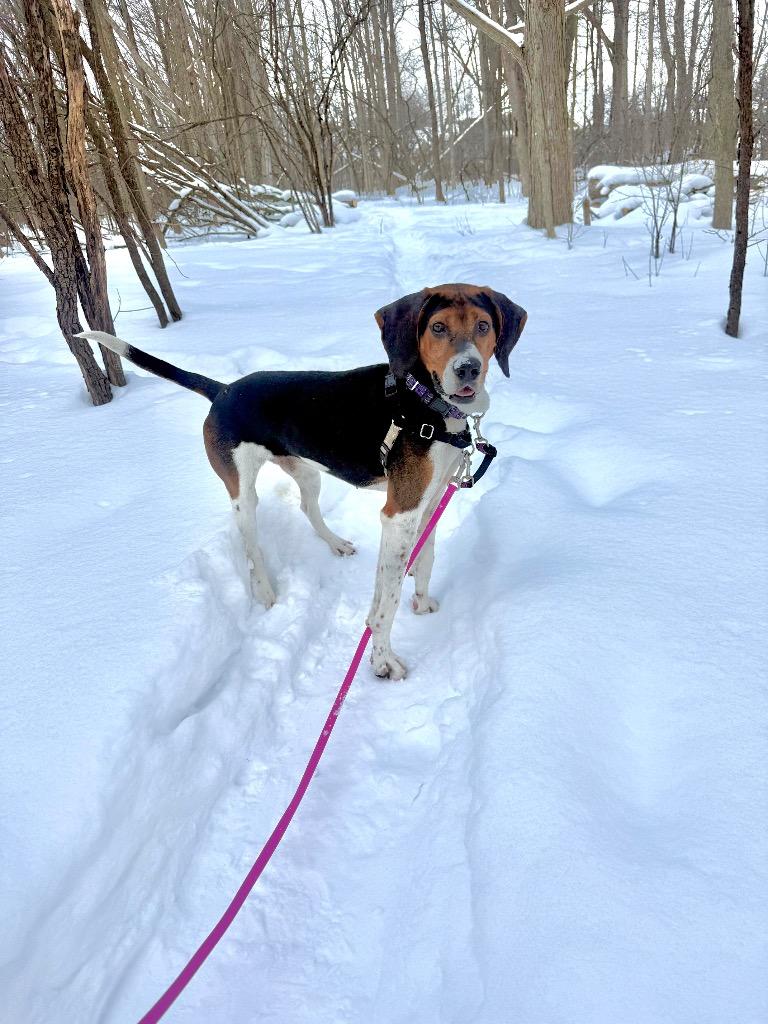 Enlarge Wren, a Adoptable mixed breed in Liverpool, NY image 4/4