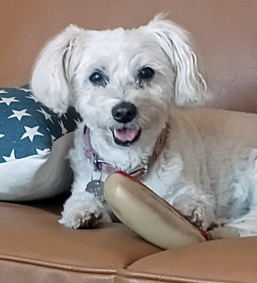 Fiona, Adoptable, Senior Female Poodle & Chihuahua.
