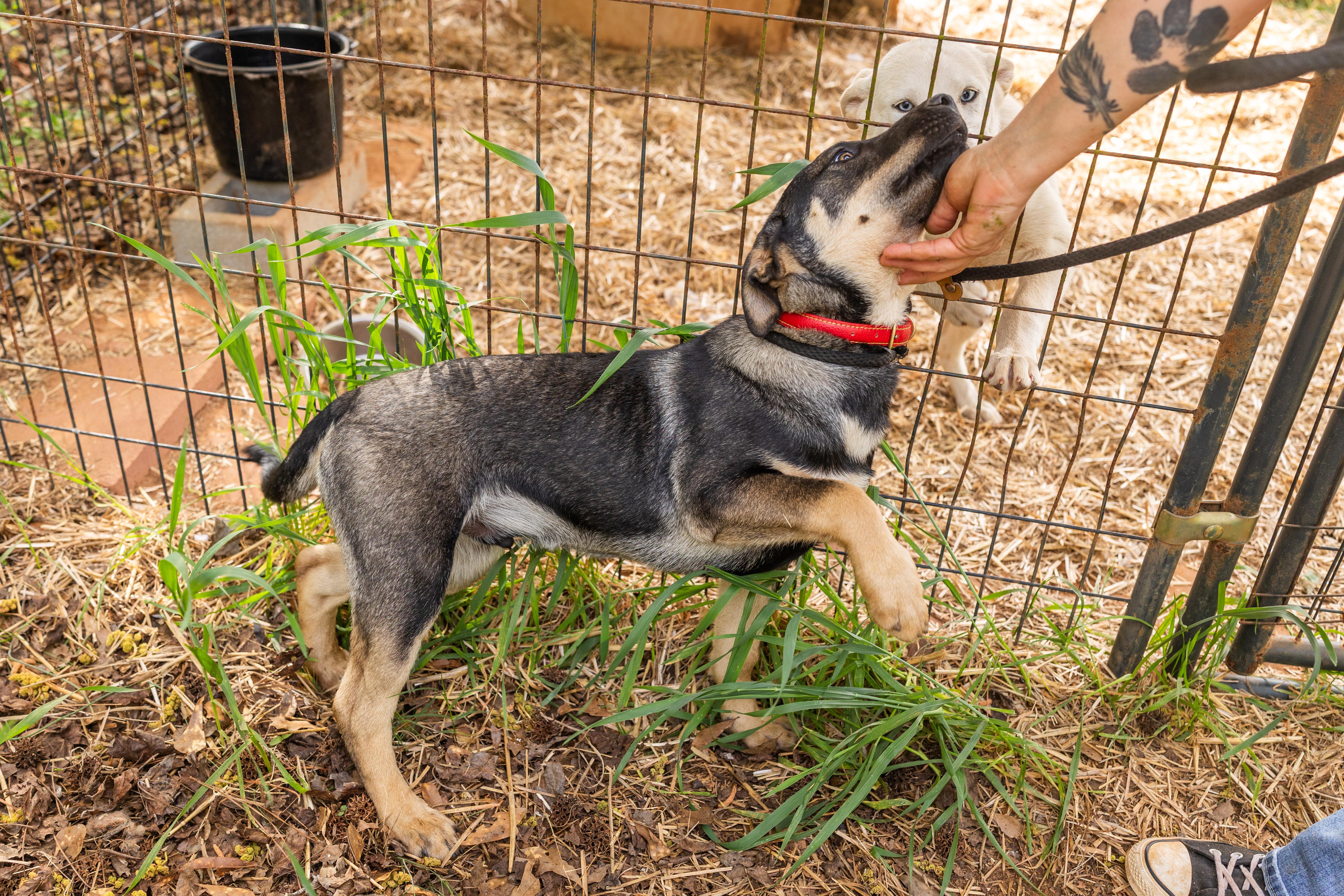 Enlarge KAI, a ADOPTABLE mixed breed in Newborn, GA image 6/6