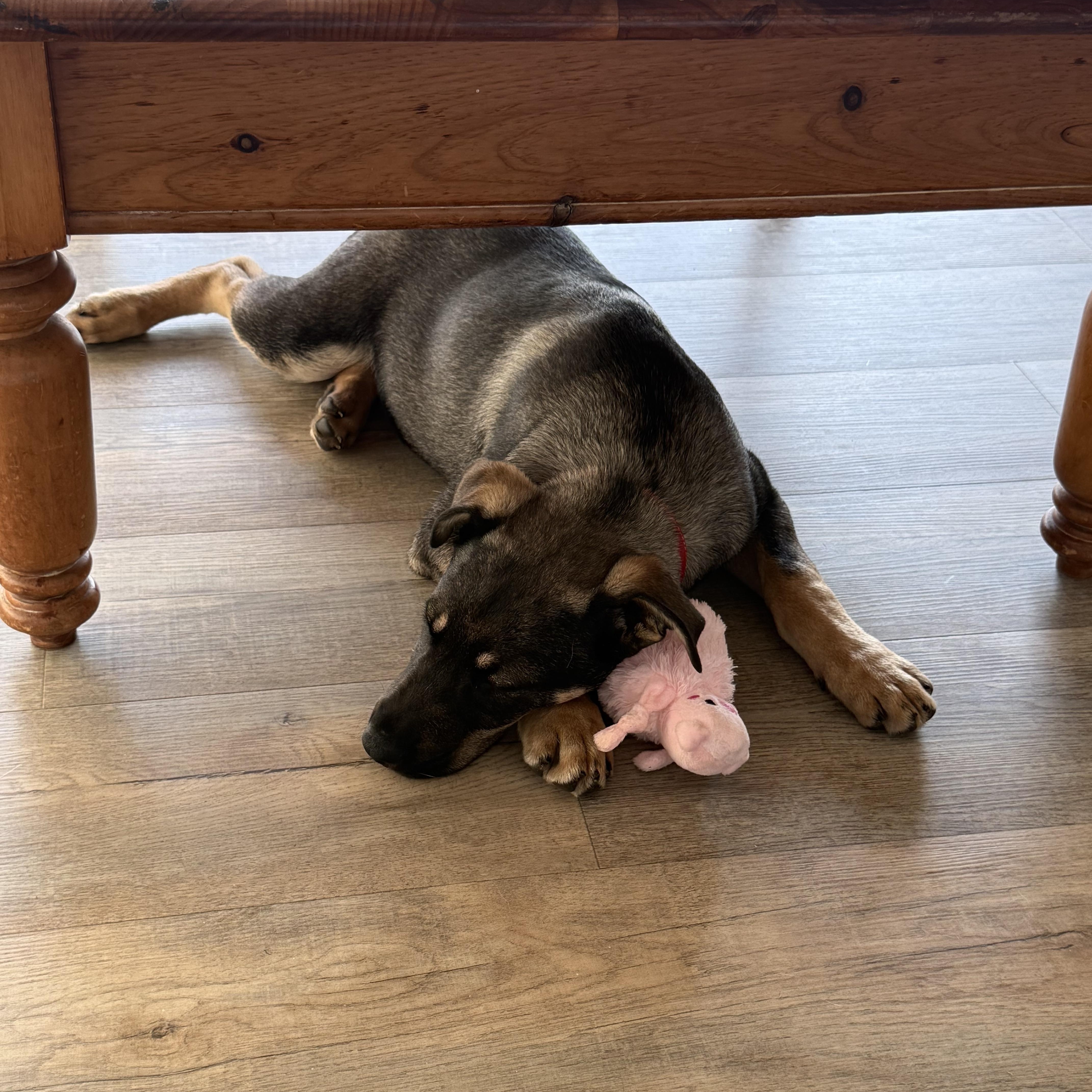 Enlarge KAI, a ADOPTABLE mixed breed in Newborn, GA image 4/6