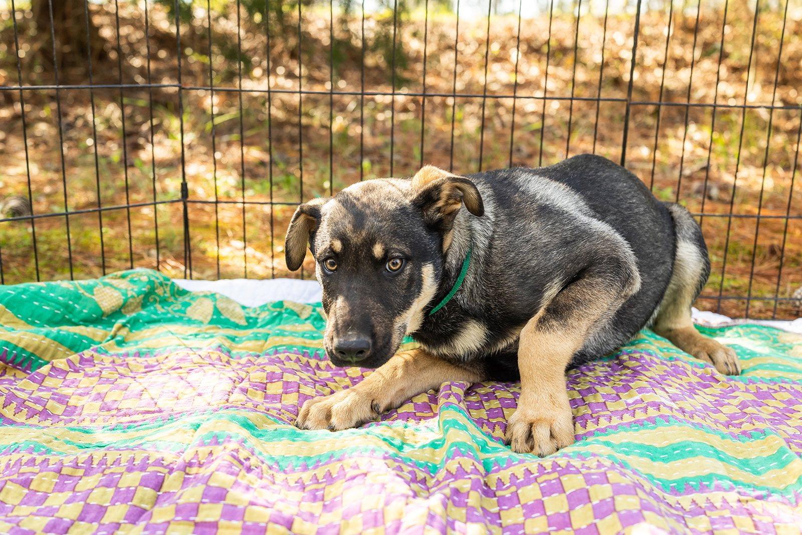 Enlarge KAI, a ADOPTABLE mixed breed in Newborn, GA image 2/6