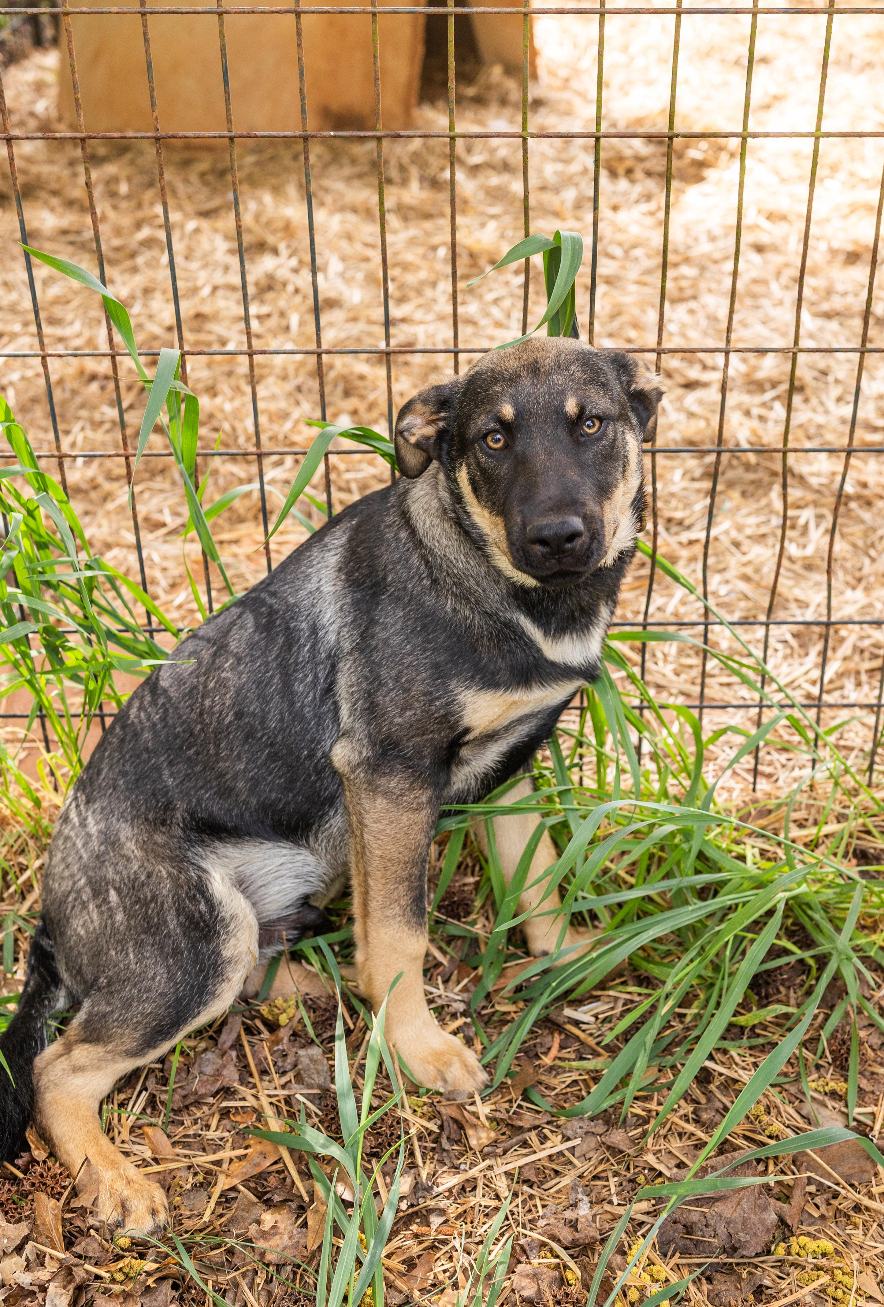 Enlarge KAI, a ADOPTABLE mixed breed in Newborn, GA image 1/6