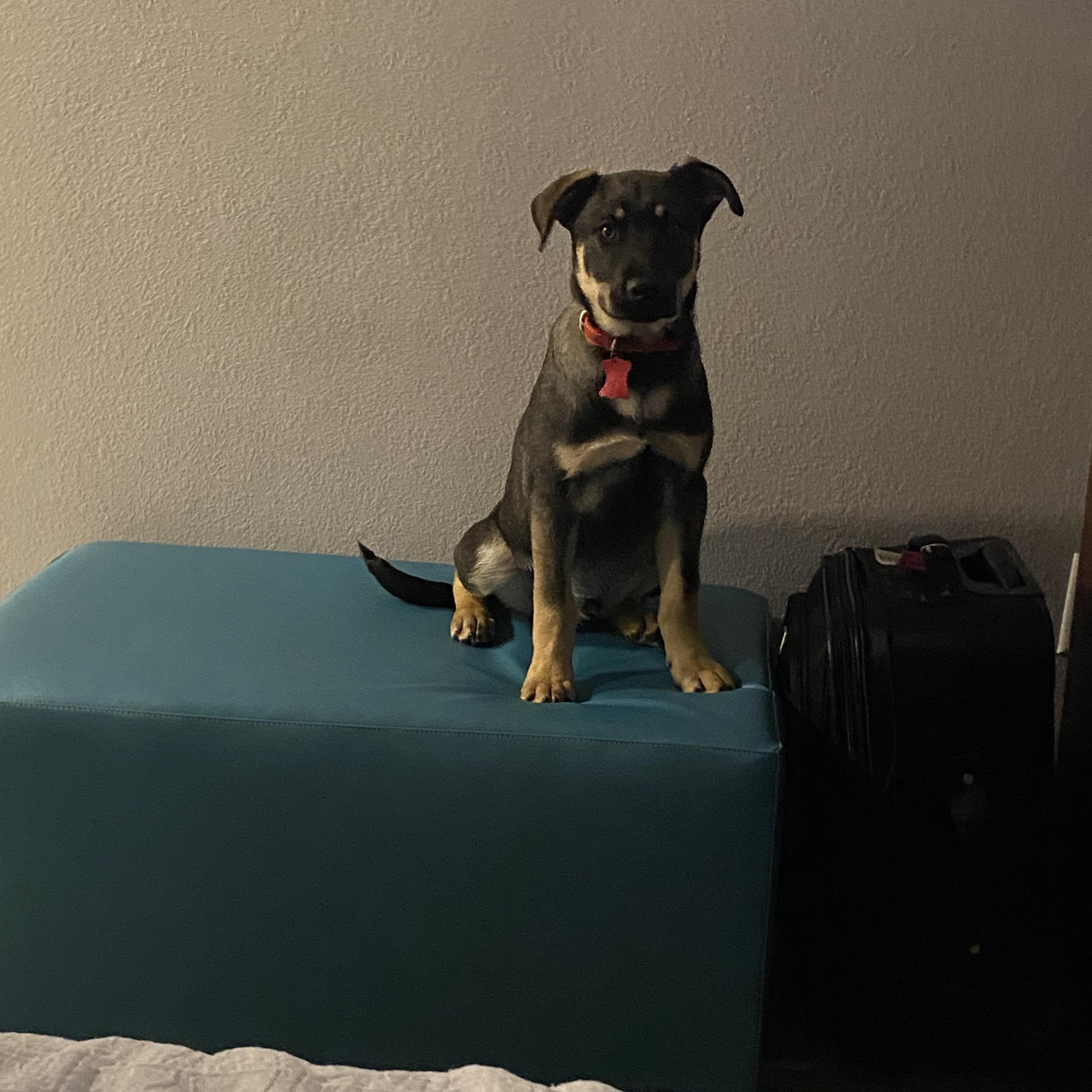 Enlarge KAI, a ADOPTABLE mixed breed in Newborn, GA image 3/6