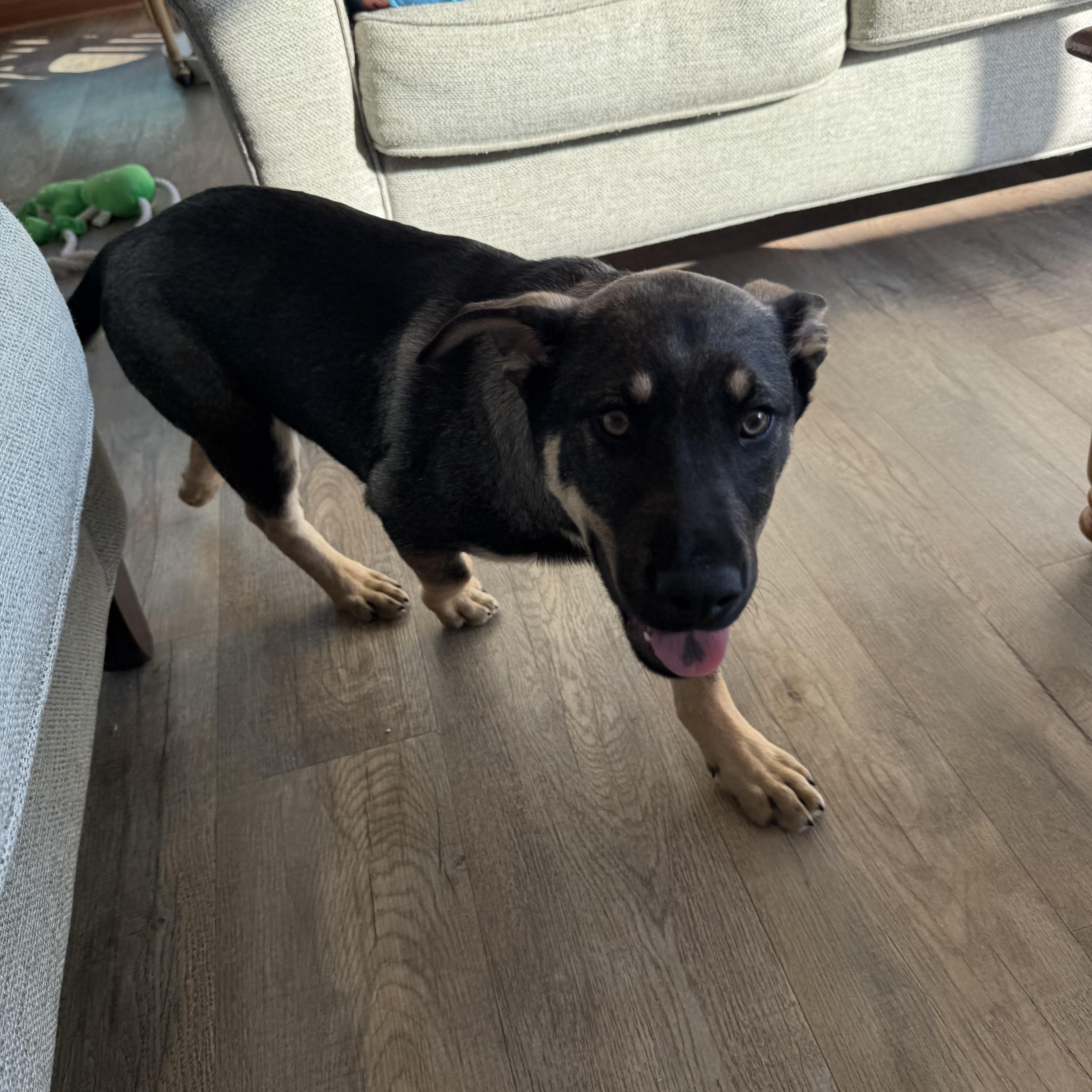 Enlarge KAI, a ADOPTABLE mixed breed in Newborn, GA image 5/6