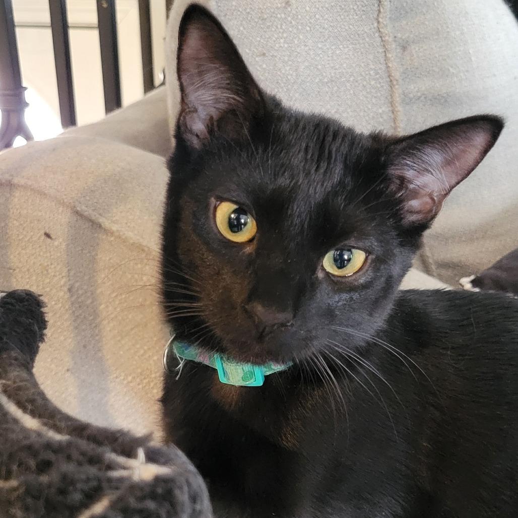 Enlarge Chanterelle, a Adoptable American Curl in Atlanta, GA image 2/3