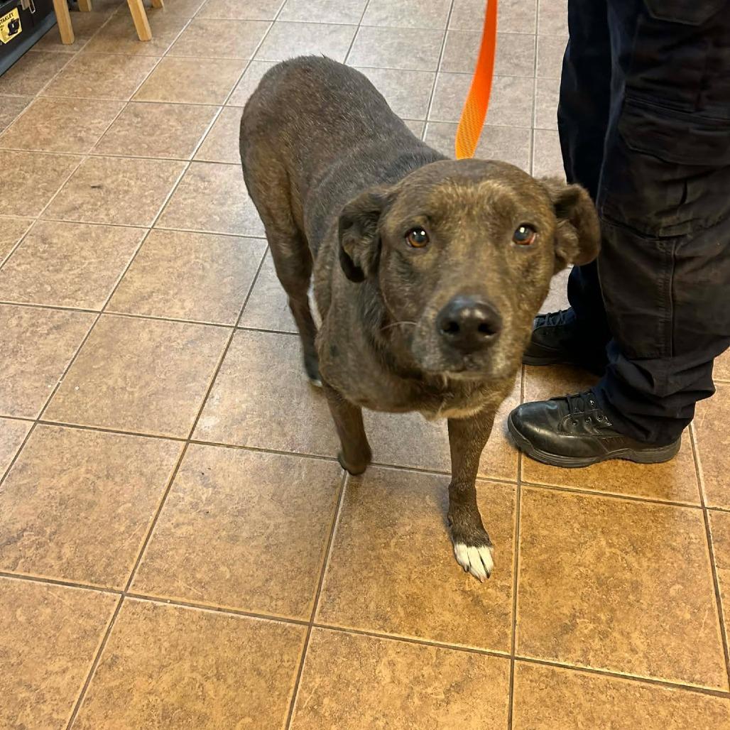 Enlarge Pepper, a Adoptable mixed breed in Madill, OK image 1/1