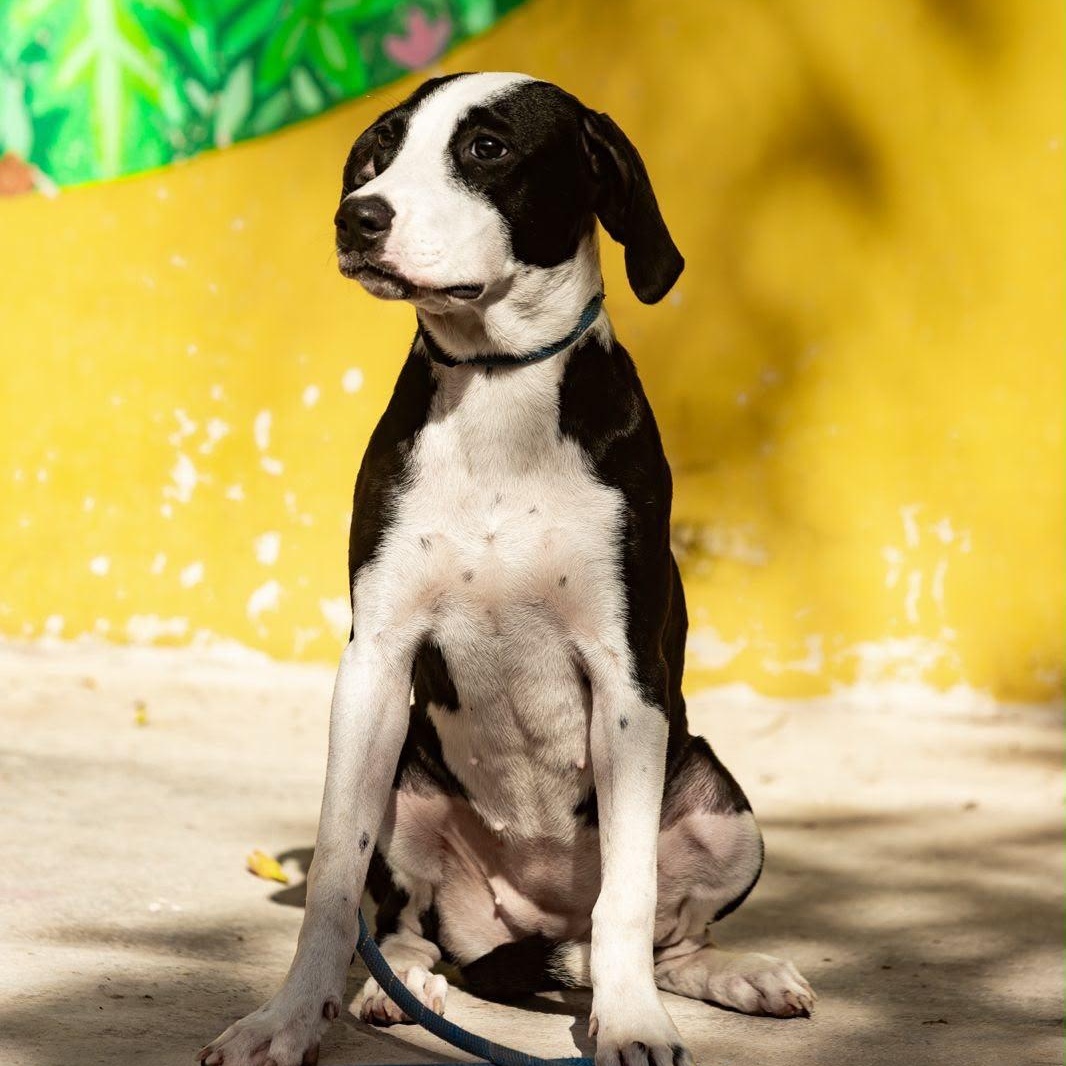 Enlarge Brigette, a ADOPTABLE mixed breed in New York, NY image 1/6