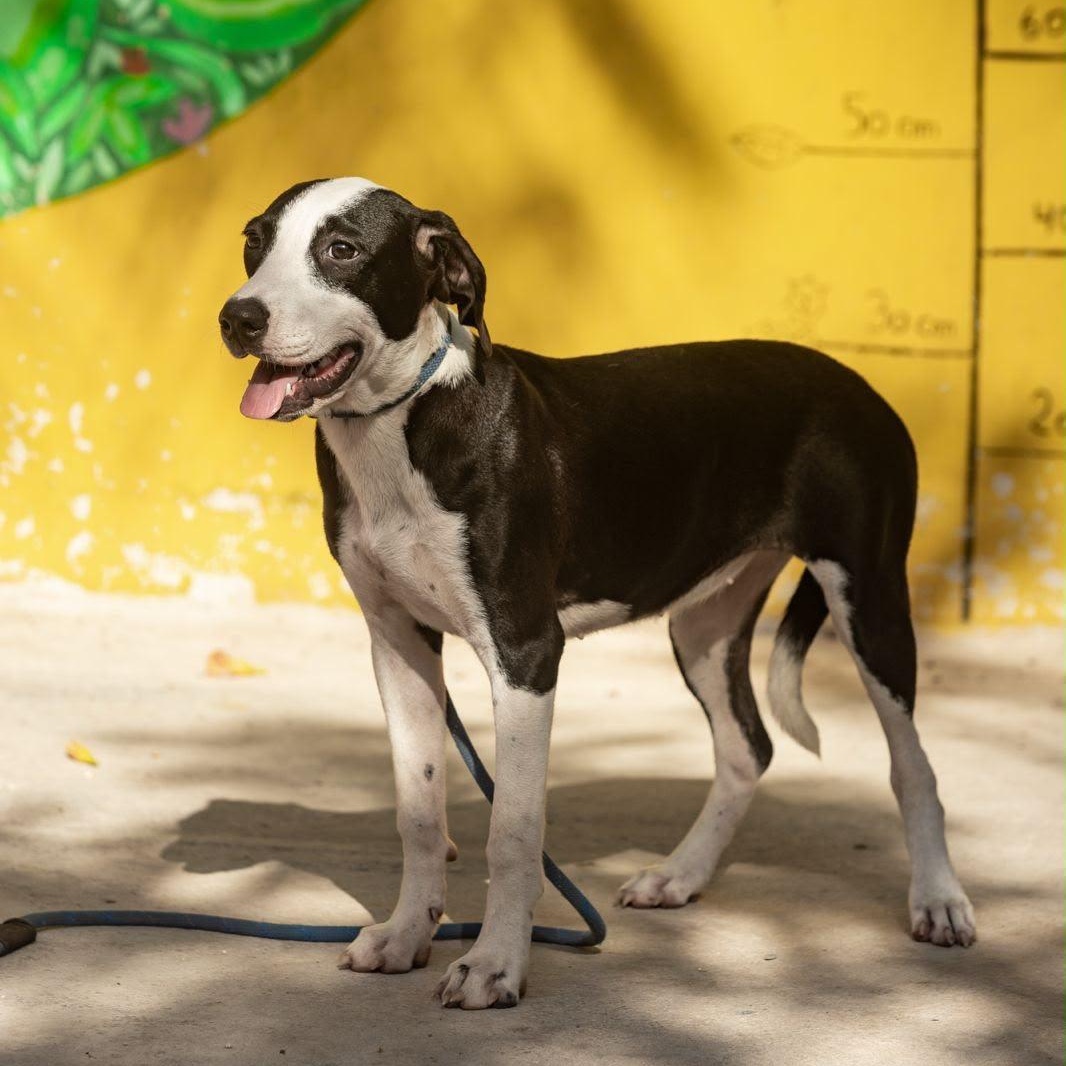 Enlarge Brigette, a ADOPTABLE mixed breed in New York, NY image 6/6