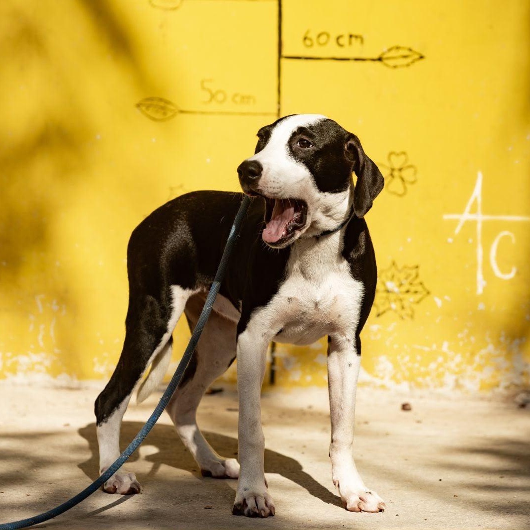 Enlarge Brigette, a ADOPTABLE mixed breed in New York, NY image 2/6
