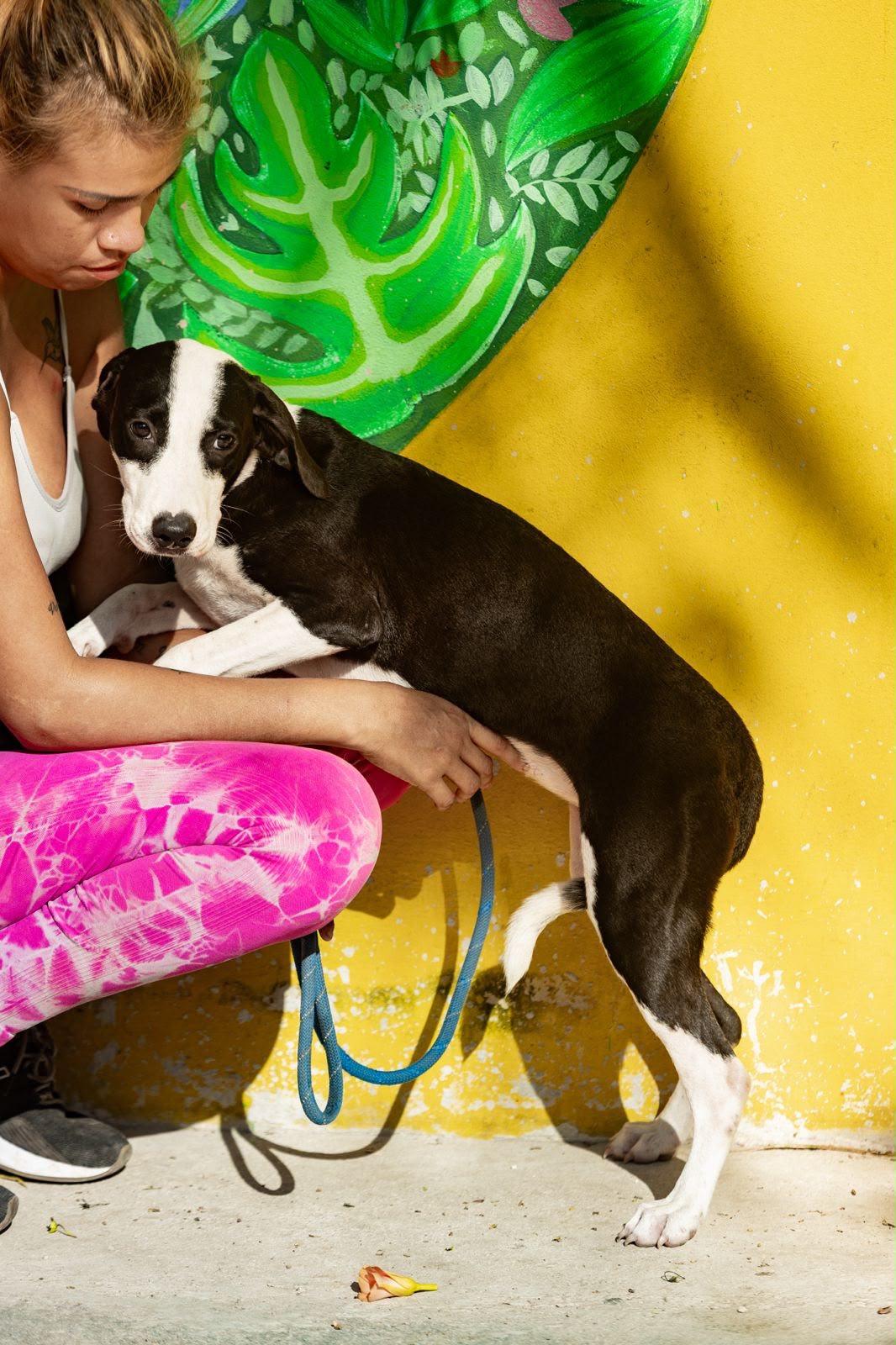 Enlarge Brigette, a ADOPTABLE mixed breed in New York, NY image 5/6