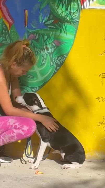 Enlarge Brigette, a ADOPTABLE mixed breed in New York, NY video 4/6