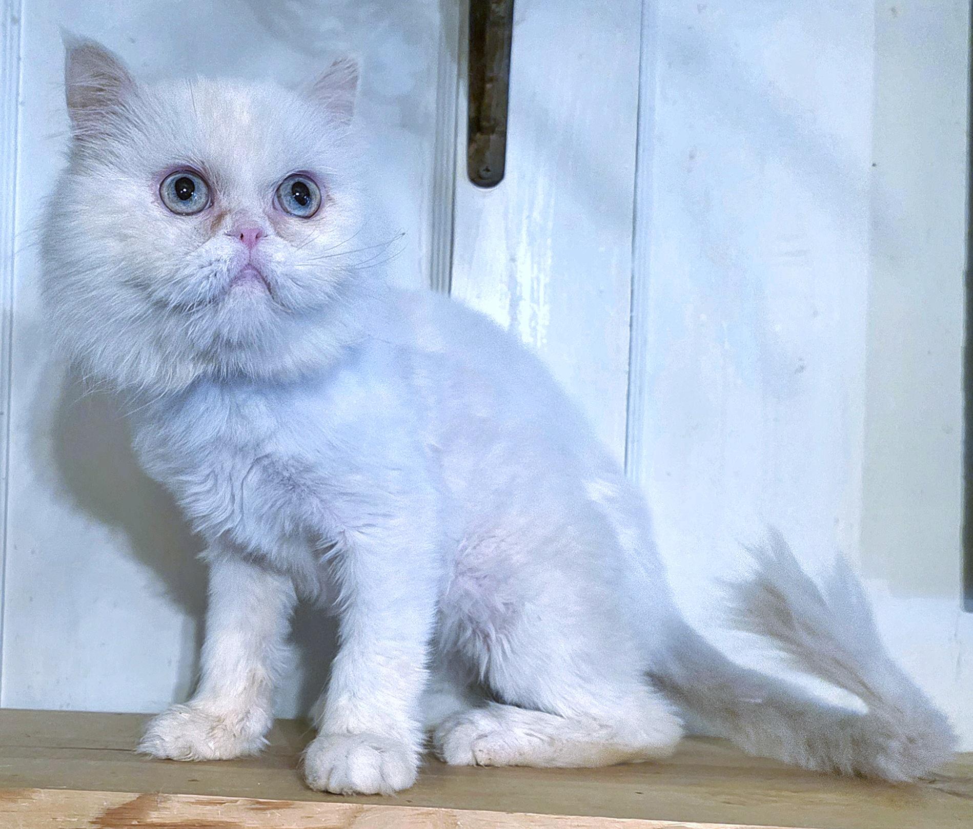 Enlarge Othello, an adopted Persian in Converse, TX image 4/6