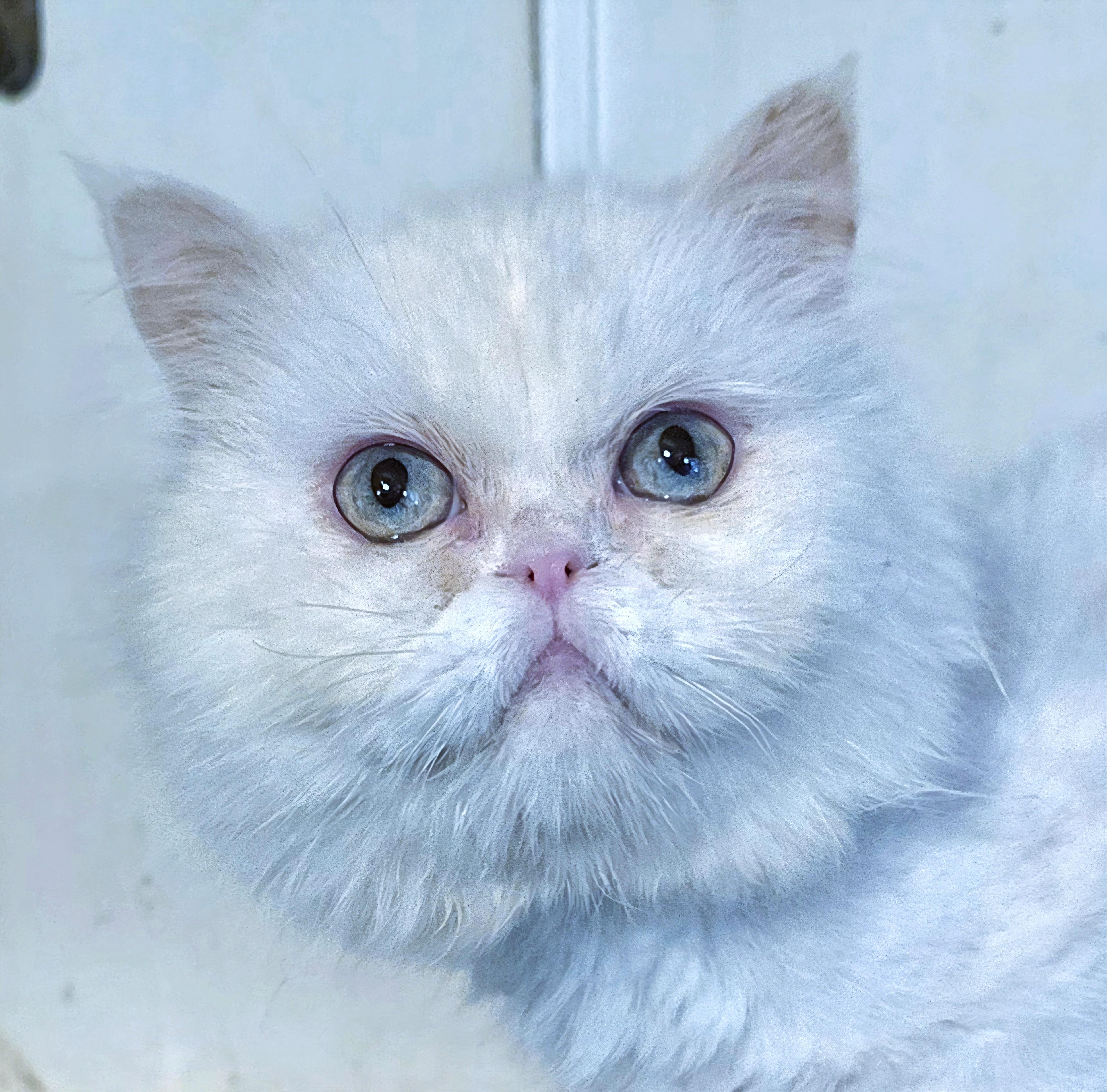 Othello, adopted, Young Male Persian.