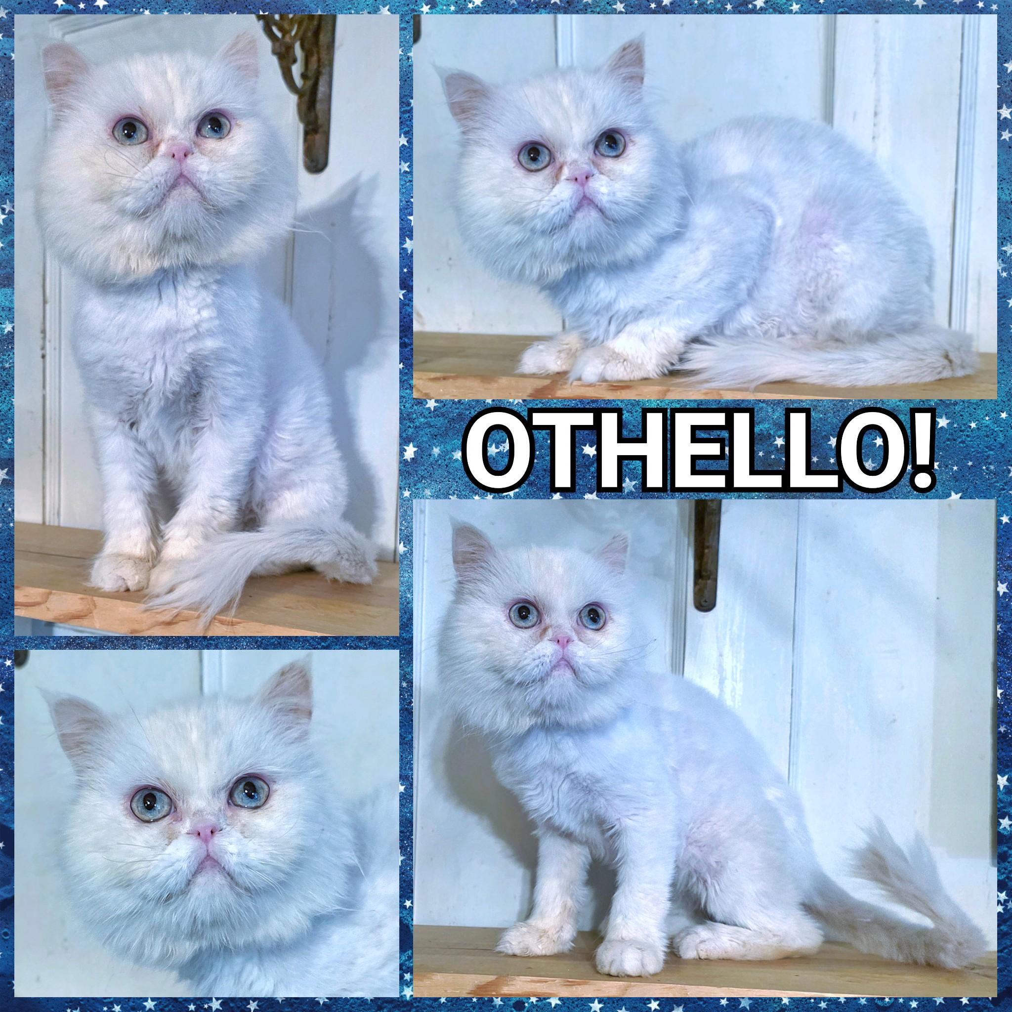 Enlarge Othello, an adopted Persian in Converse, TX image 6/6