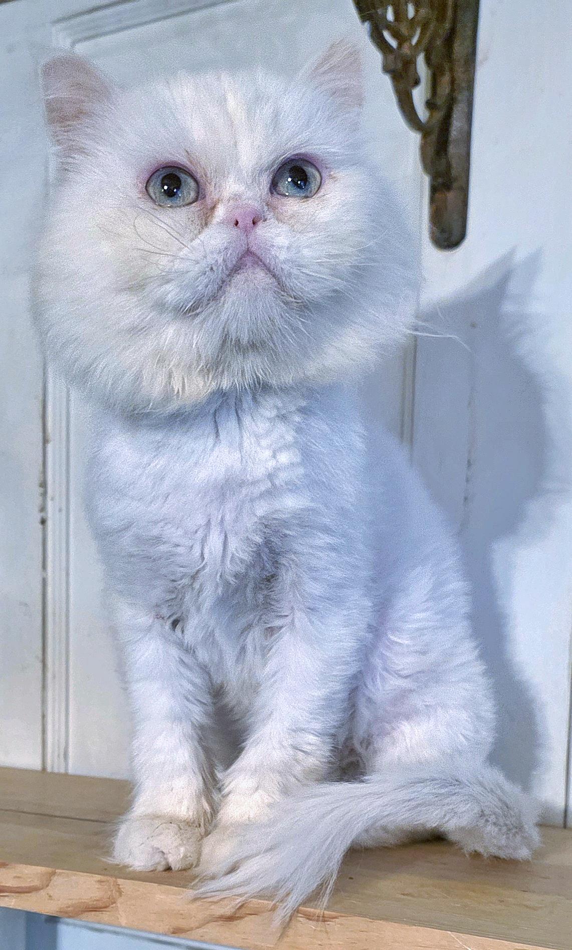 Enlarge Othello, an adopted Persian in Converse, TX image 2/6