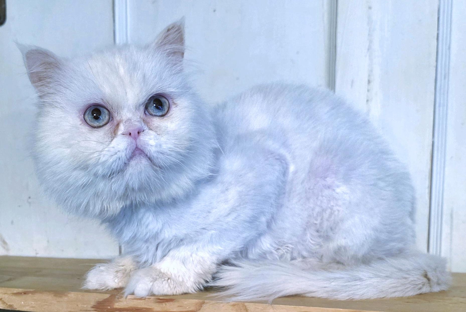 Enlarge Othello, an adopted Persian in Converse, TX image 5/6