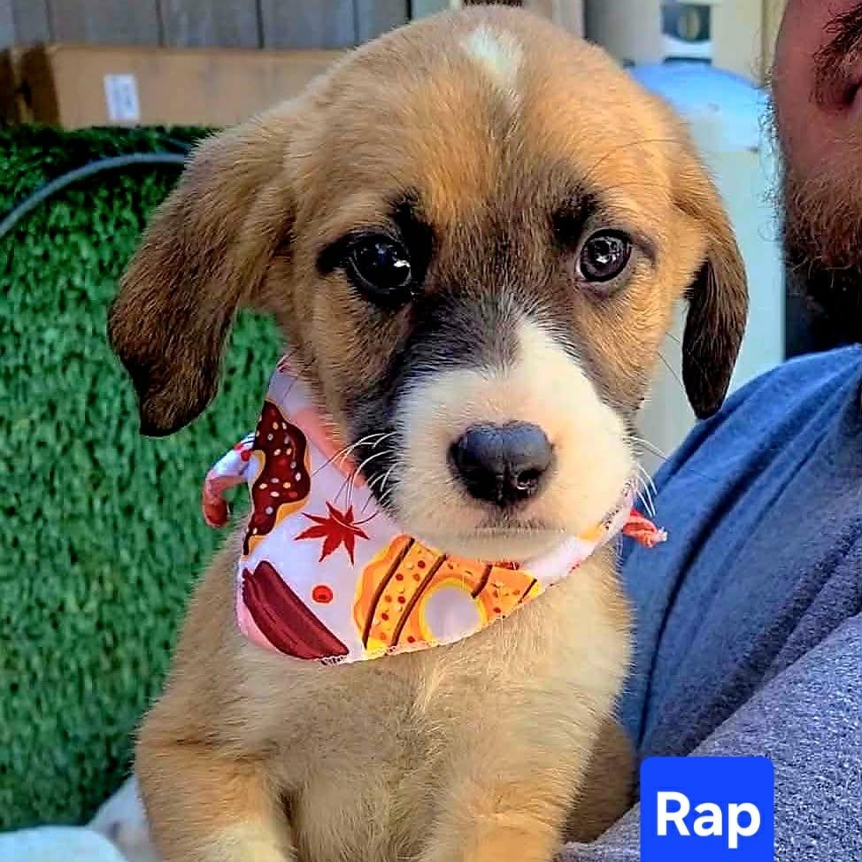 Rap, ADOPTABLE, Puppy Male Mixed Breed.