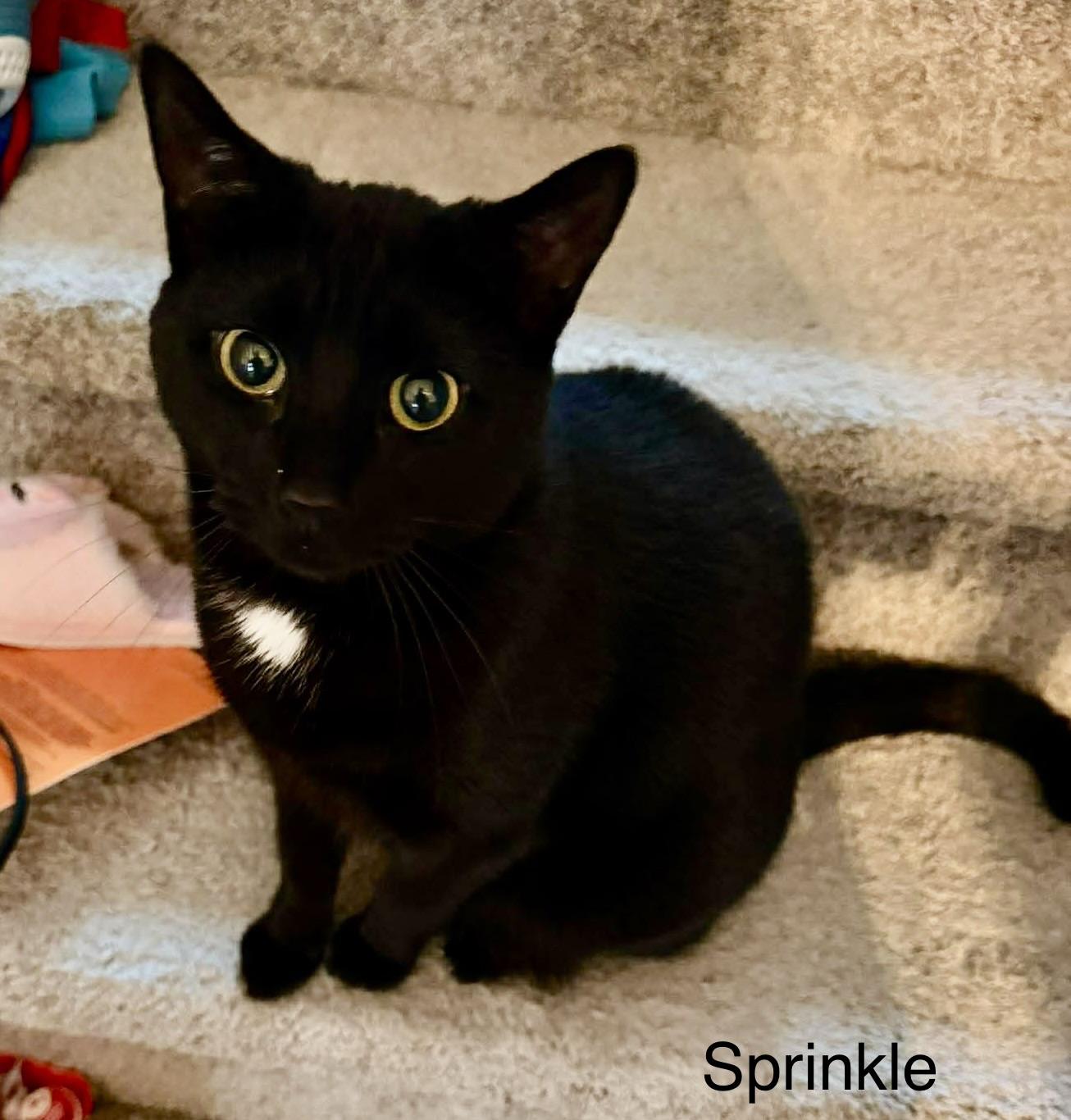 Enlarge Sprinkle, a ADOPTABLE Domestic Short Hair in Fayetteville, NC image 2/6
