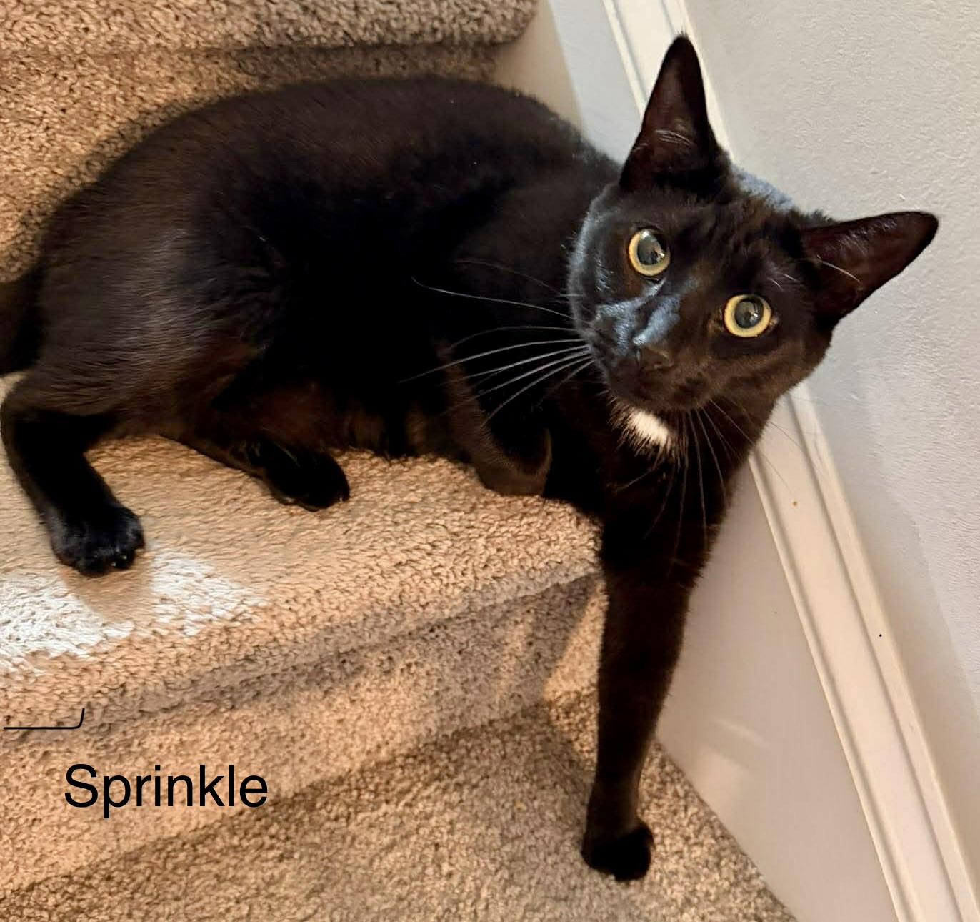 Enlarge Sprinkle, a ADOPTABLE Domestic Short Hair in Fayetteville, NC image 5/6