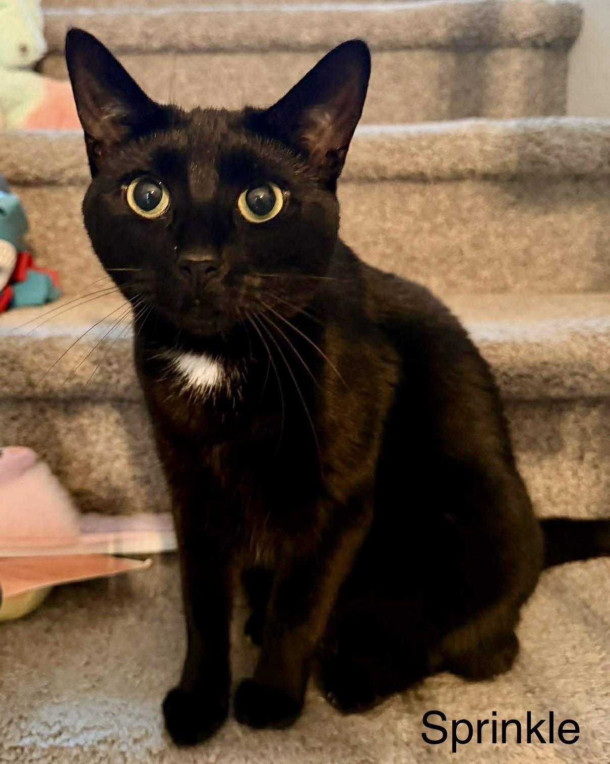 Enlarge Sprinkle, a ADOPTABLE Domestic Short Hair in Fayetteville, NC image 3/6