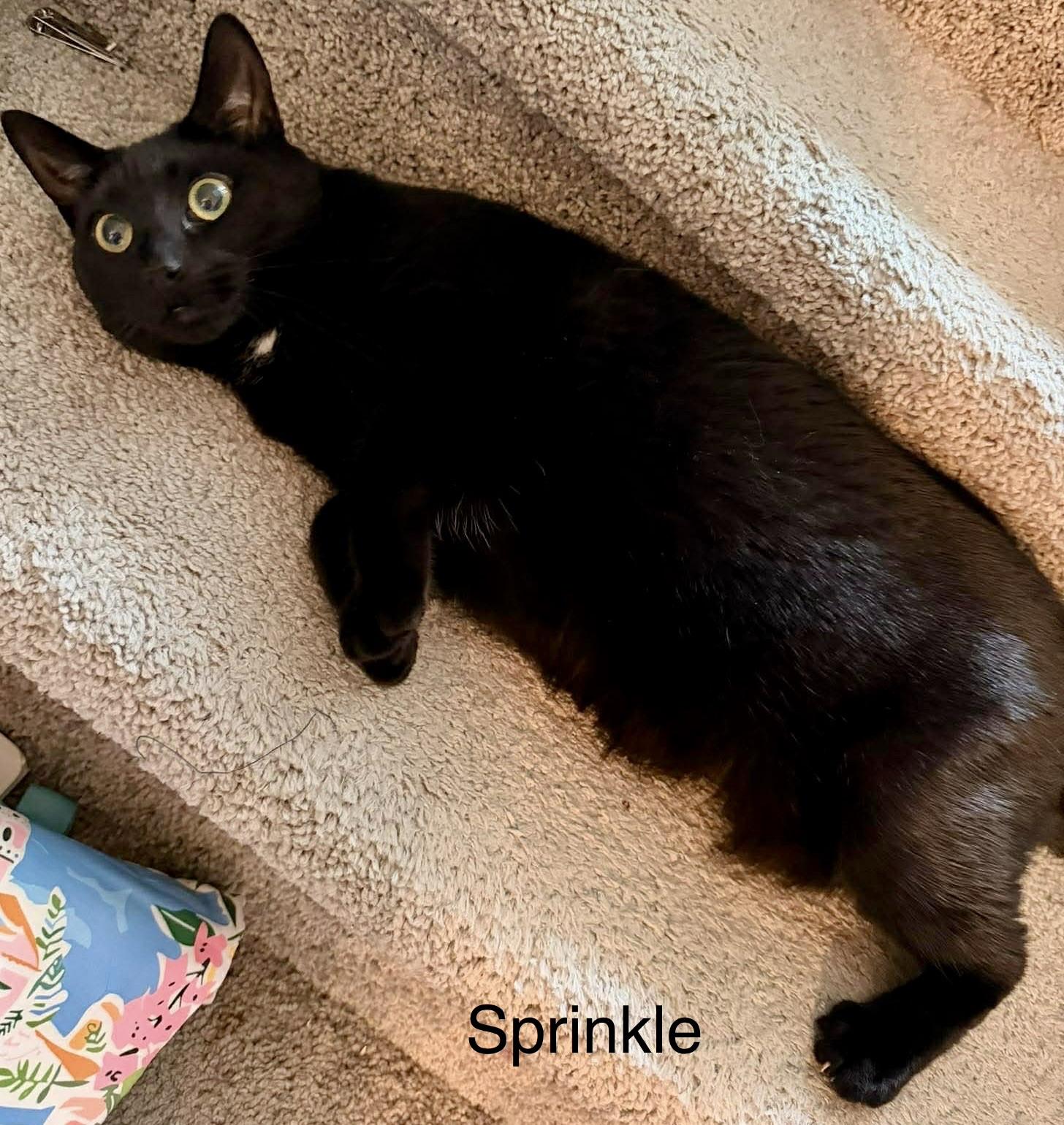 Enlarge Sprinkle, a ADOPTABLE Domestic Short Hair in Fayetteville, NC image 4/6