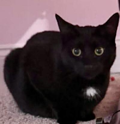 Enlarge Sprinkle, a ADOPTABLE Domestic Short Hair in Fayetteville, NC image 6/6