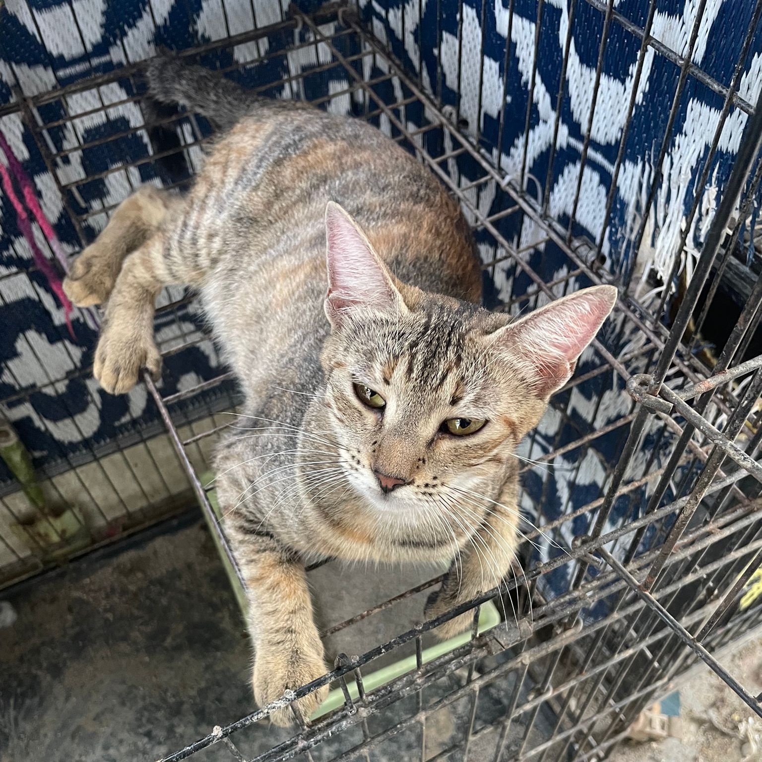 Enlarge Bonnie, a Adoptable Tabby in Pittsfield, MA image 2/6