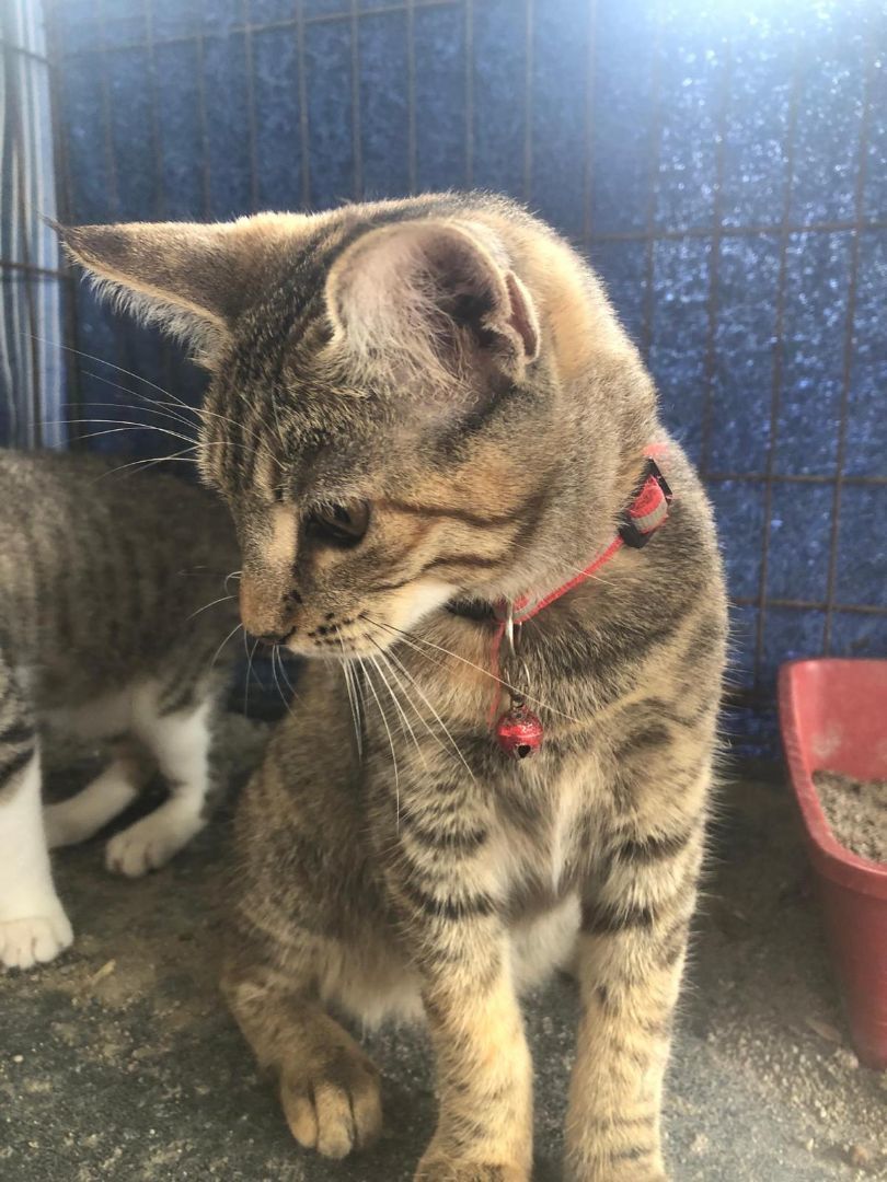 Enlarge Bonnie, a Adoptable Tabby in Pittsfield, MA image 3/6